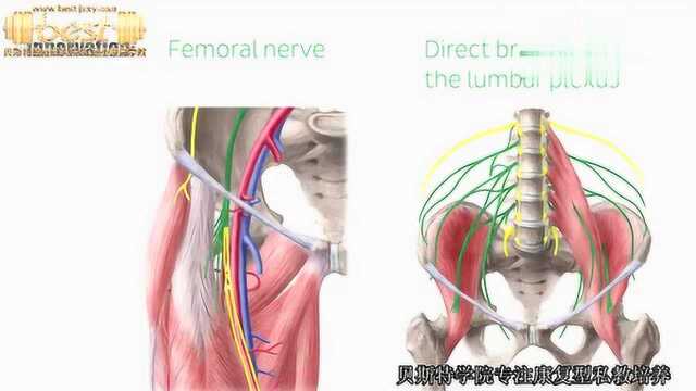 髂腰肌 行动 职责,解剖学和神经支配