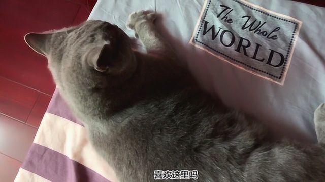 猫咪在外婆家的一天,小日子过得十分悠闲