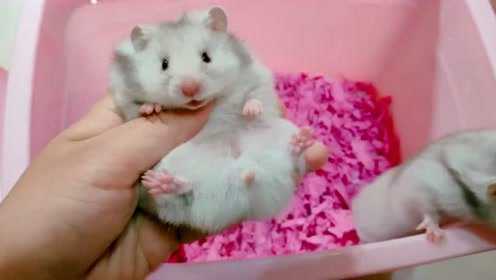 超级萌的小仓鼠,忍不住捏了捏,肉呼呼的手感不错 - 腾讯视频