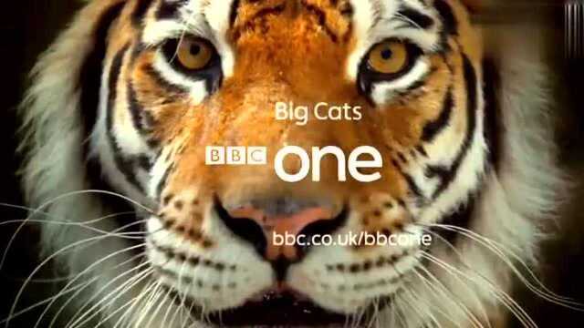 BBC纪录片《BigCats》,光看预告片就被里面的大猫震撼到了