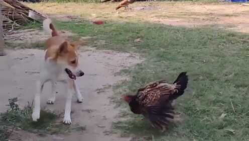 Thumbplayer Poster Plugin Image