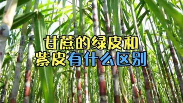 紫皮甘蔗和绿皮甘蔗之间,到底有什么区别?