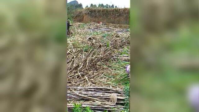 在广西属于亚热带季风气候,雨量充沛适合种植糖蔗人们正在收甘蔗