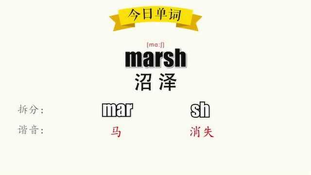 超级记忆之单词记忆marsh.沼泽