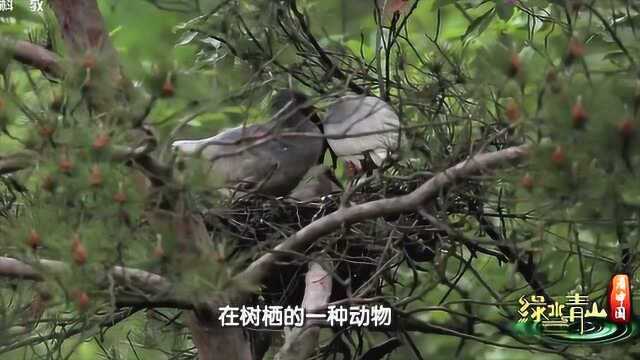 绿水青山看中国:朱鹮的这些习性 “注定”它生存艰难