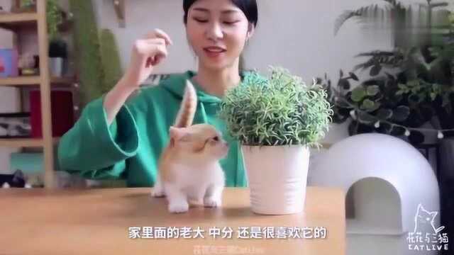 花花与三猫:小橘猫的到来,严重影响大猫们的家庭地位,主人:老大!