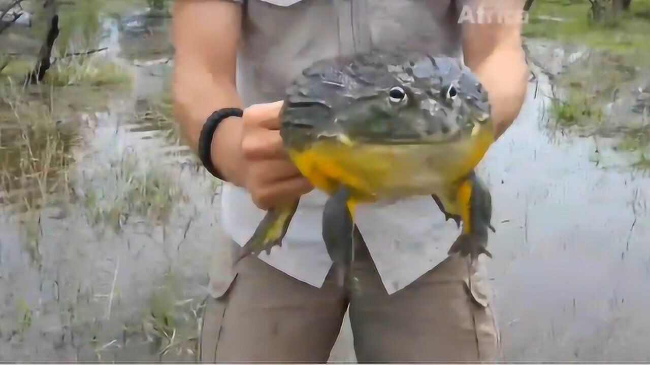 非洲恐怖的食人蛙毒蛇老鼠都是它的盘中餐连牛都敢怼