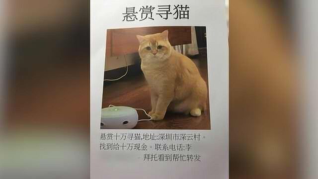 女主人悬赏10万寻找丢失橘猫,网友:马上辞职去找!