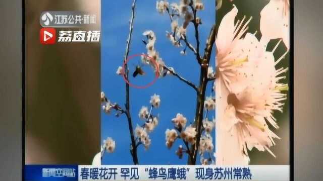 春暖花开环境改善 罕见“蜂鸟鹰蛾”现身苏州常熟