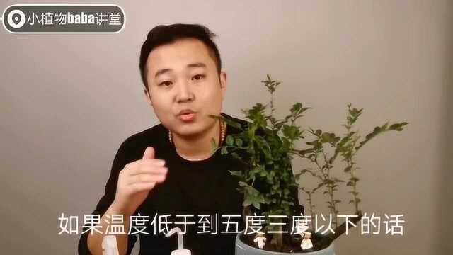 办公室的网红植物小叶紫檀养护技巧分享