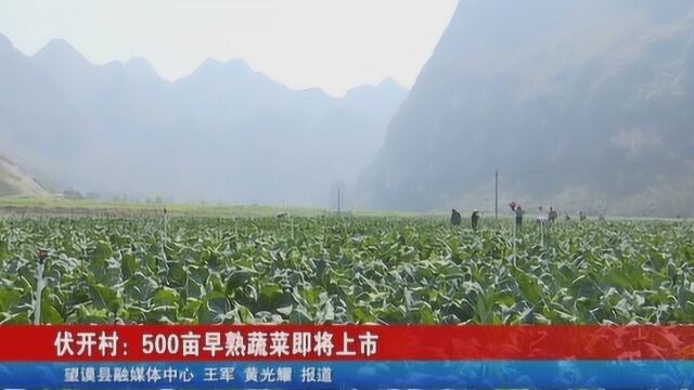 望谟伏开村:500亩早熟蔬菜即将上市