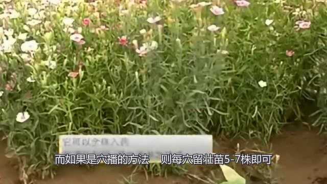 瞿麦的种植技术,这些你都学会了吗?