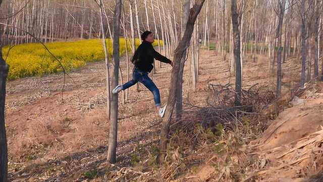 行云流水杰仔上树摘榆钱,榆钱有这么多奇特的功能,它是治病良药