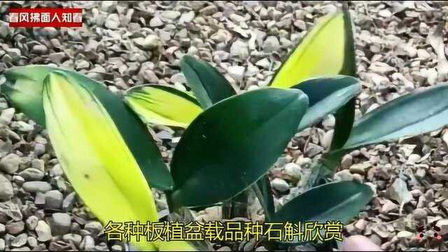 铁皮石斛变异见过吗?黄色叶片另一种美!各种板植盆载品种石斛欣赏