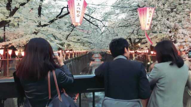 日本东京樱花盛开景致如画 民众惬意畅游花海