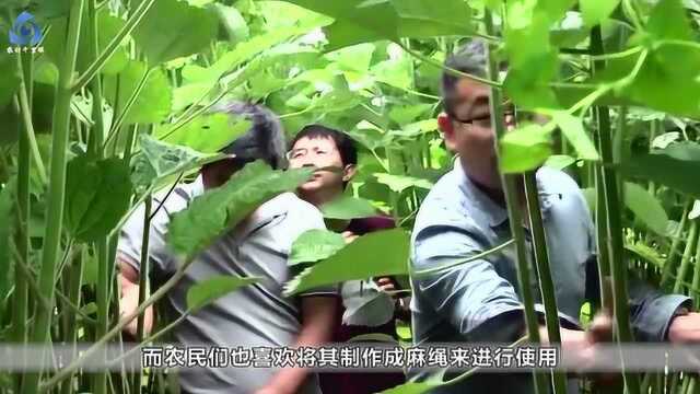 该植物已有4700年的历史,被称为“中国国宝”,外国人称其“中国草”!