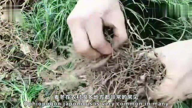 农村这种野草被称为“不死草”,可做盆栽供观赏,最具价值的是根部