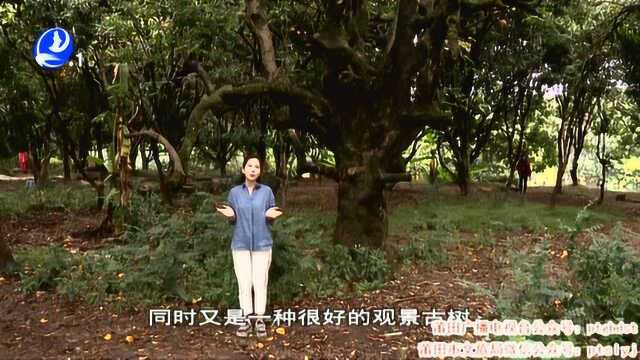 探寻古树名木:龙桥延寿村——杨桃树