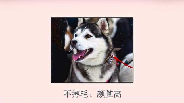 适合家养的中型犬推荐