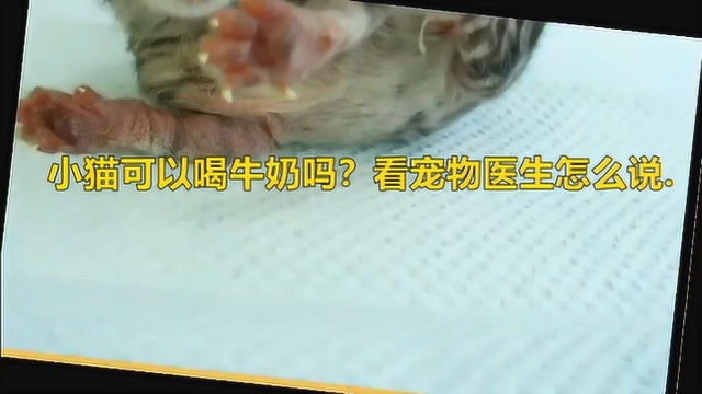 小猫可以喝牛奶吗?看宠物医生怎么说