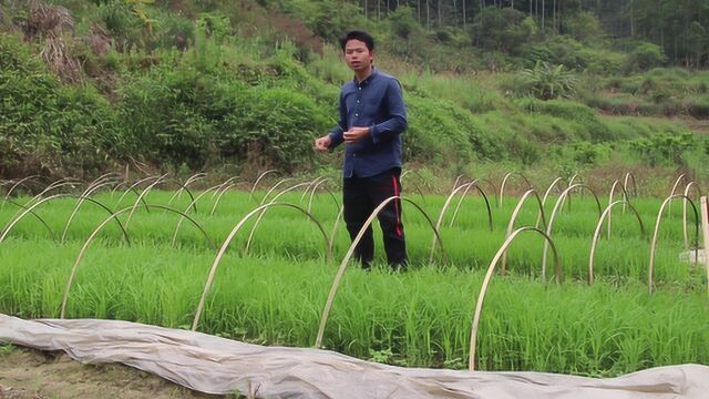 怎样插秧才能高产?广西农村小伙教你种植水稻,看完你就懂了