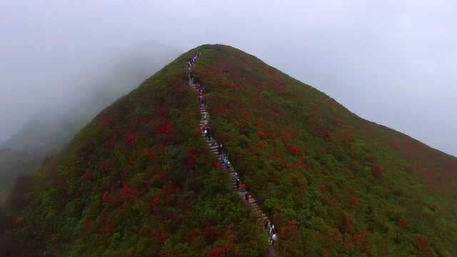 航拍贵州丹寨县龙泉山万亩杜鹃花,每一年的“五一”不要错过