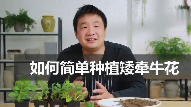 如何简单种植矮牵牛花