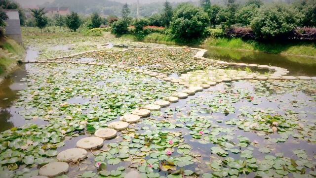 睡莲很常见,但是一个地方见到5种睡莲,真的是太幸运了