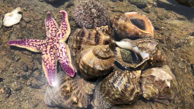 青岛连三岛赶海,进入深水废弃鲍鱼池搜索,海螺海星集体被掏窝