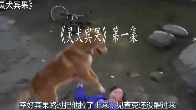 《灵犬宾果》第一集