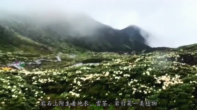 大理苍山雪山:洗马潭周围山上满布形同虬龙的高山杜鹃灌木林