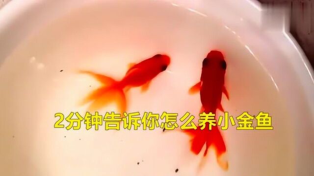 2分钟告诉你怎么养小金鱼