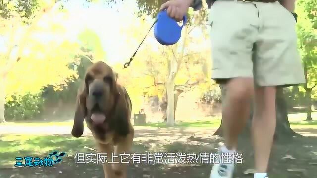 最古老的犬种,寻血猎犬,别名圣ⷤ𜑤𜯧‰𙧌Ž犬