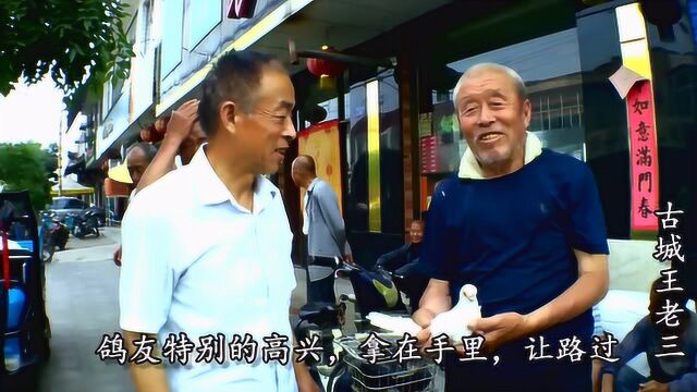 鸽市上鸽友花120捡漏一只价值几百的鸽子,转手就能赚钱,佩服