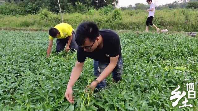 博白空心菜:你吃过不一定摘过,小伙子来曾经的种植示范基地体验