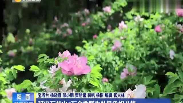 延安万花山5万余株野生牡丹争相斗艳