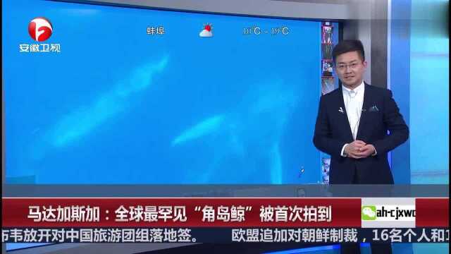 马达加斯加:全球罕见“角岛鲸”被首次拍到