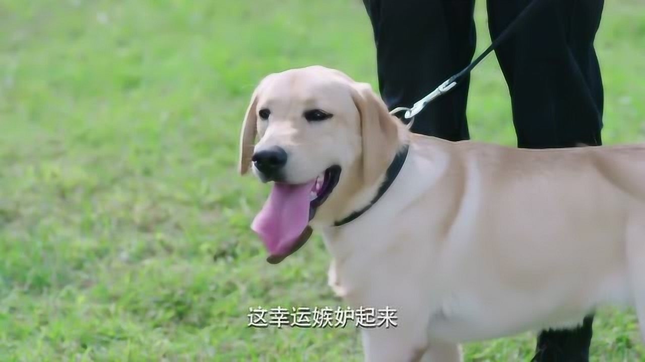 警花在喂警犬食物大饼看见最强大脑有好吃的立马和她重归和好