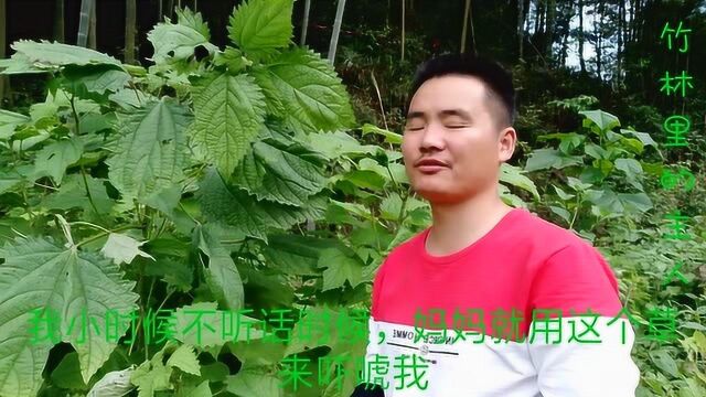 农村这种带刺的植物,叫荨麻草,又称咬人草,你也触摸过?