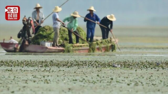 湿地公园被指清理野菱角毁坏鸟巢鸟蛋 管理处:野菱角破坏水环境