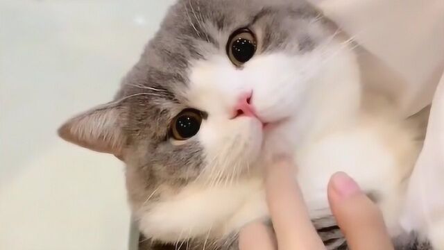 主人问猫咪在家听话没,猫咪的表情没谁了