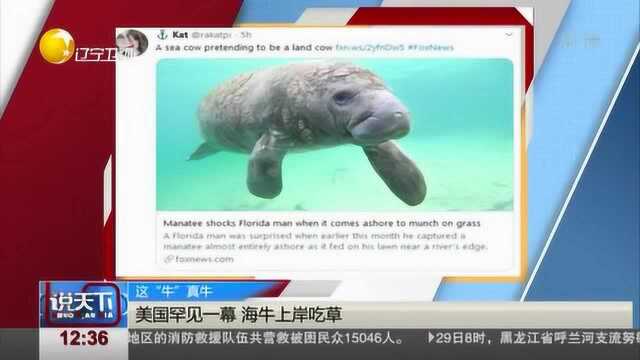 这个“牛”真牛,美国出现海牛上岸吃草这样罕见的一幕