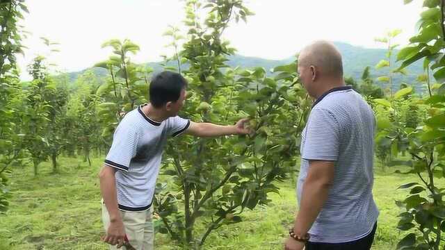 小池镇南山村:蜜雪梨丰收 贫困户喜开颜