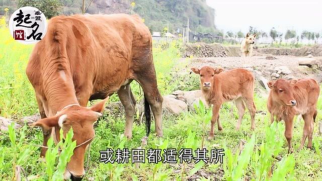 十二生肖起名之属牛的人怎样起一个好名字