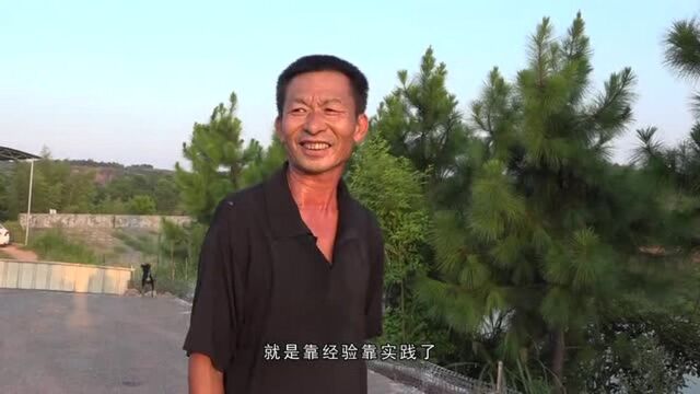 陈斌:养鸭也是幸福快乐人生