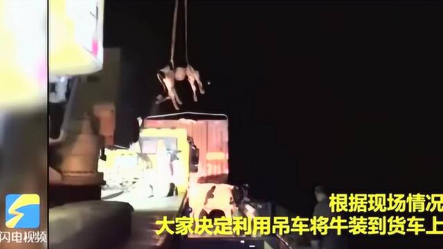 三头牛深夜“大闹”高速公路,执勤民警上演“吊车吊牛”