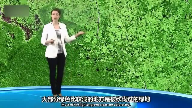 刚果雨林面积仅次于亚马孙盆地热带雨林,有“地球第二肺”之称