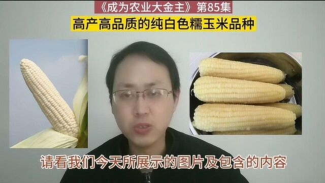 第85集 高品质高产纯白色的糯玉米品种