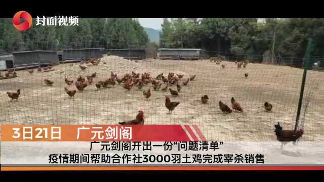 四川广元剑阁 纪委守基层 帮助合作社销售完3000只土鸡