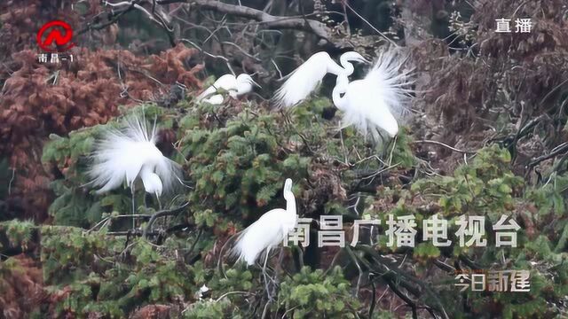 今日新建 鹭鸟“先头部队”抵达象山森林公园